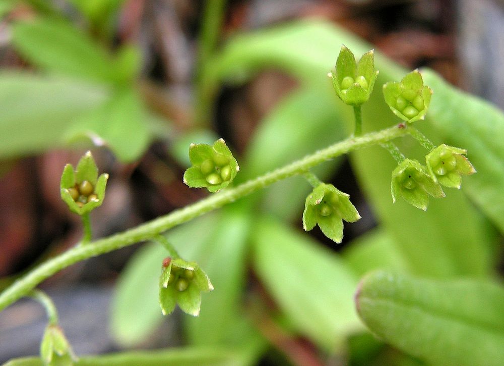 Изображение особи Myosotis cespitosa.