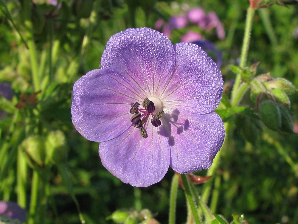 Image of Geranium pratense specimen.