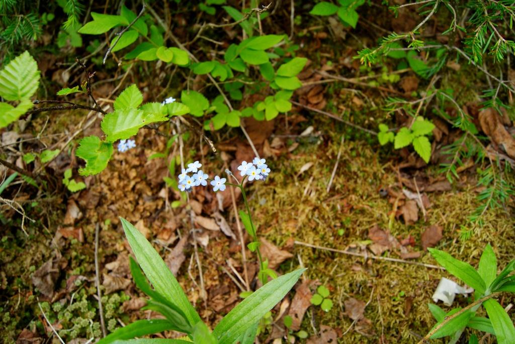 Image of genus Myosotis specimen.