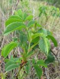 Rosa marginata. Верхушка побега с бутоном. Крым, Карадагский заповедник, Береговой хребет, степной склон. 6 мая 2013 г.