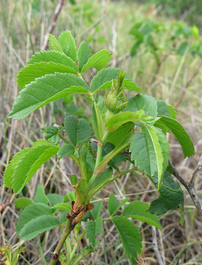 Image of Rosa marginata specimen.