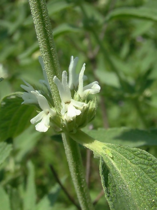 Image of Marrubium praecox specimen.