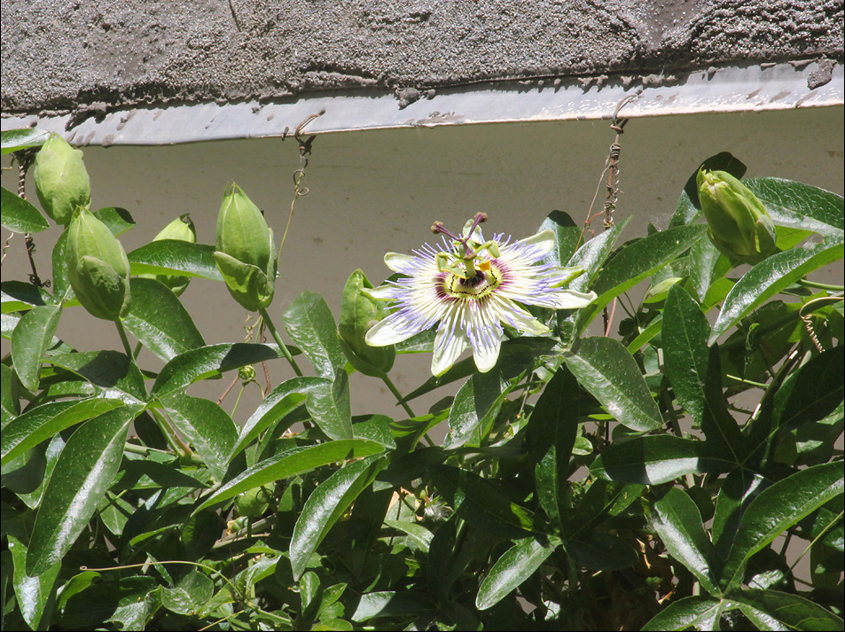 Изображение особи Passiflora caerulea.