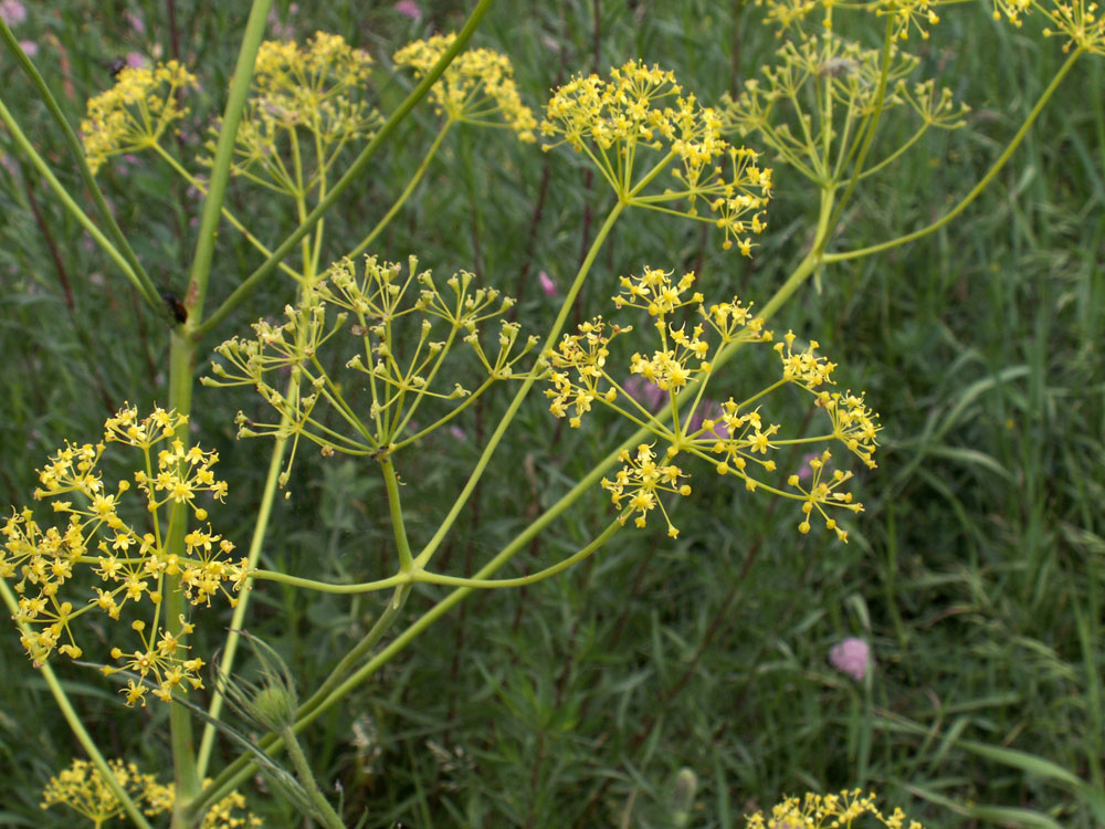 Изображение особи Ferula tschuiliensis.