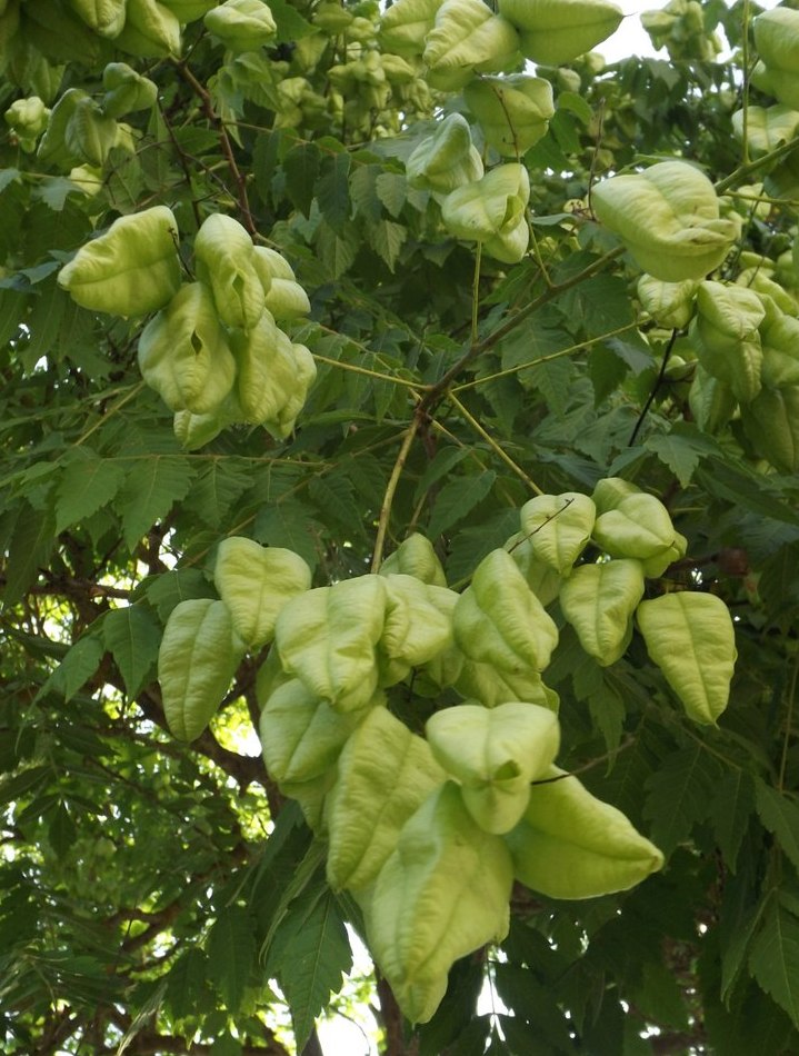 Image of Koelreuteria paniculata specimen.