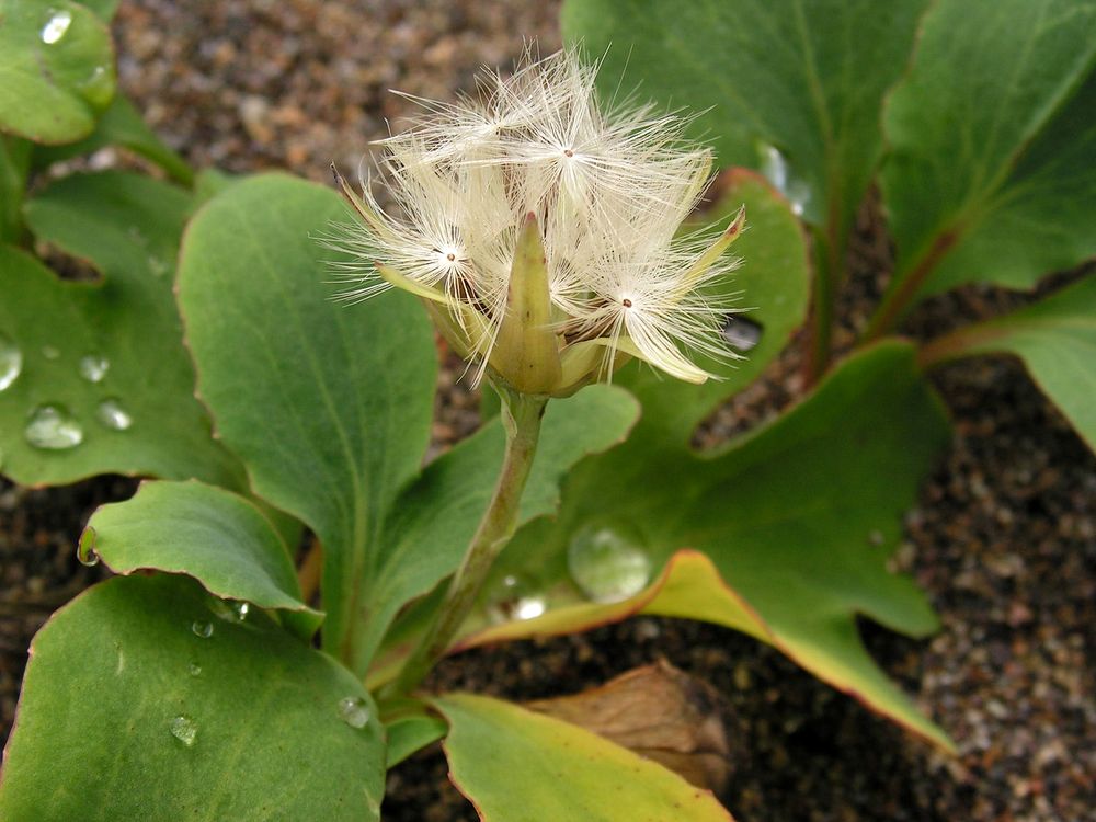 Image of Chorisis repens specimen.