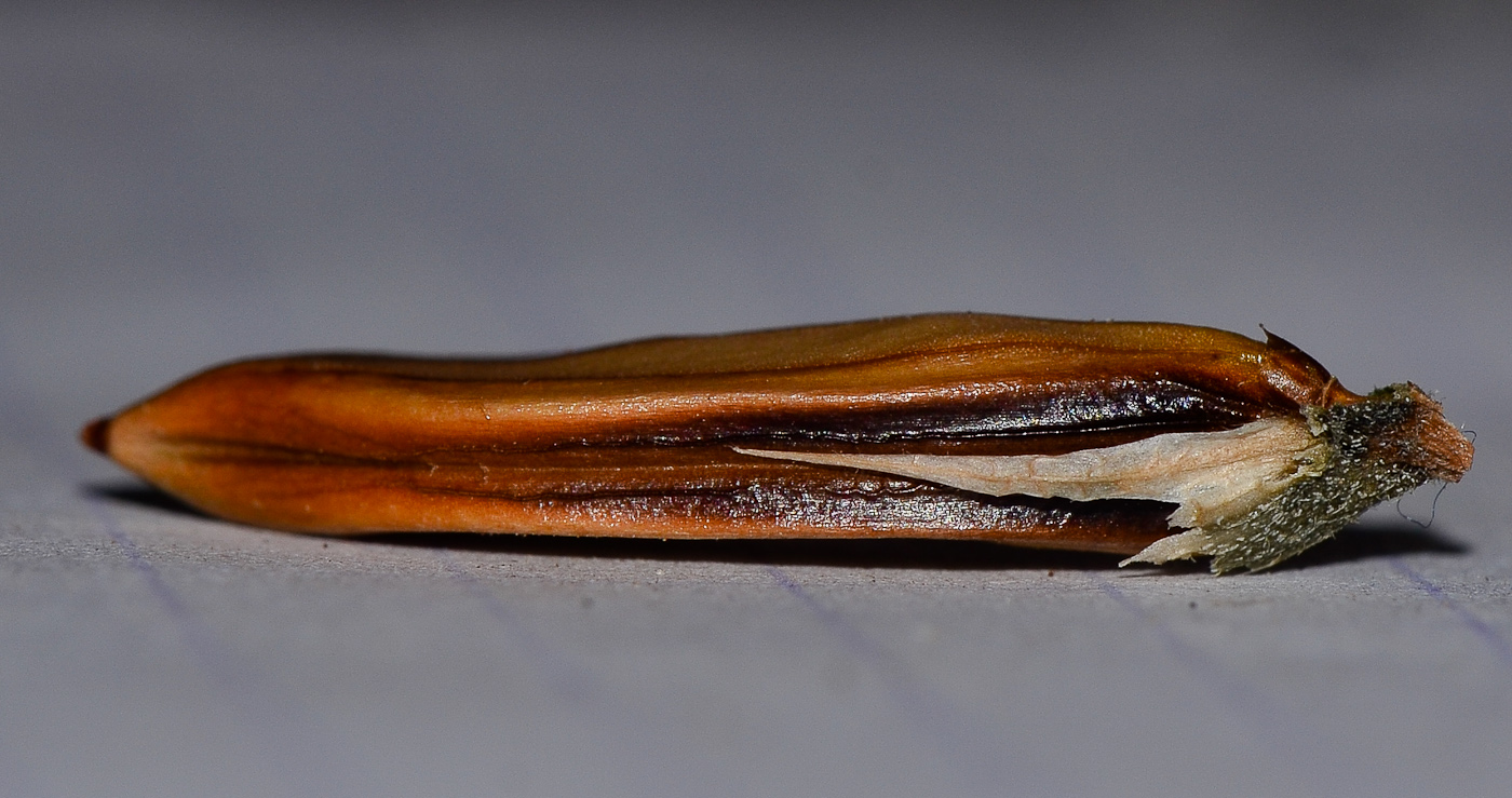 Image of Barleria repens specimen.