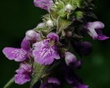 Stachys palustris. Цветок. Московская обл., Раменский р-н, окр. ж.-д. платформы Хрипань, просека под ЛЭП. 28.06.2013.