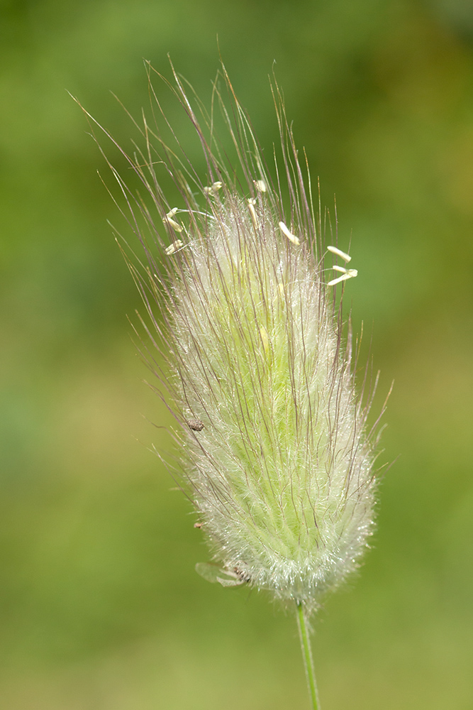 Image of Lagurus ovatus specimen.