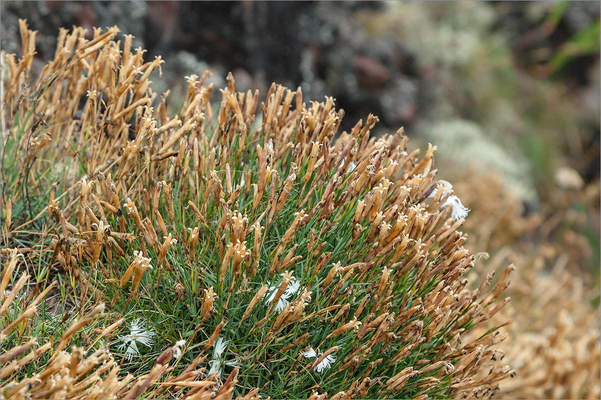 Image of Dianthus arenarius specimen.