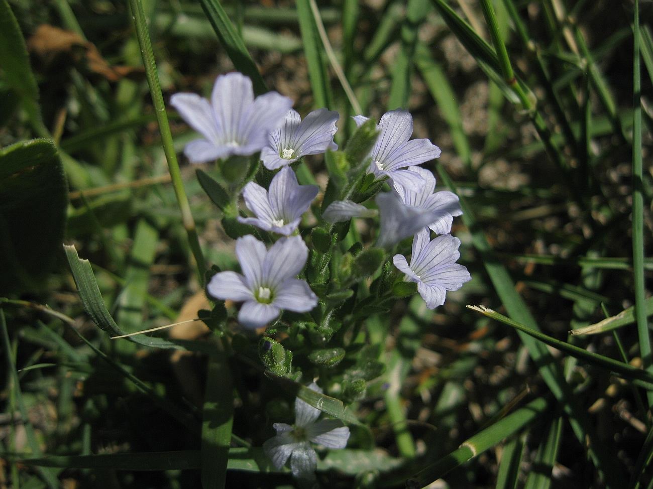 Изображение особи Linum barsegjanii.