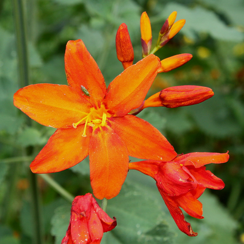 Image of Crocosmia &times; crocosmiiflora specimen.