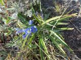 Gentiana decumbens. Цветущее растение. Байкал, о. Ольхон, каменистая степь. 29-07-2013.
