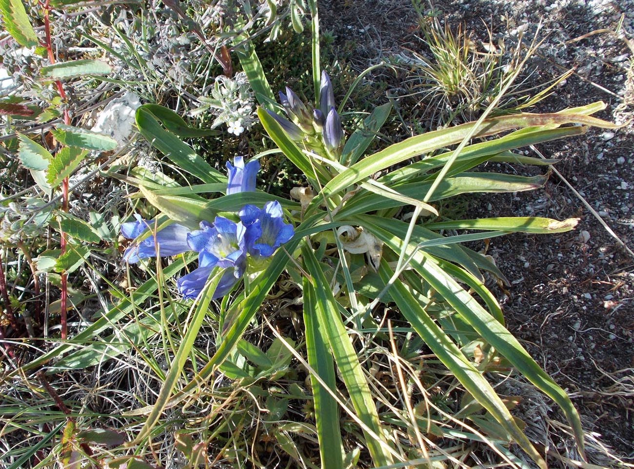 Image of Gentiana decumbens specimen.