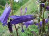 Campanula sibirica