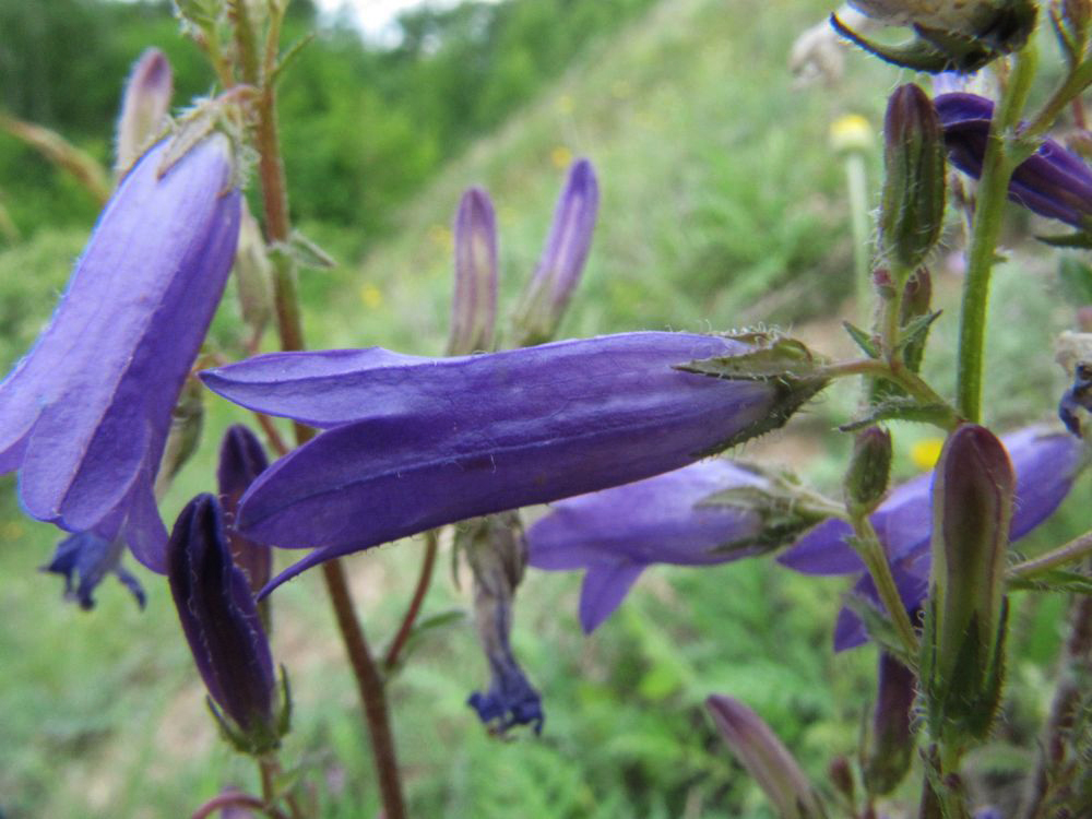 Изображение особи Campanula sibirica.