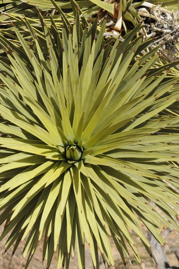 Изображение особи Yucca brevifolia.