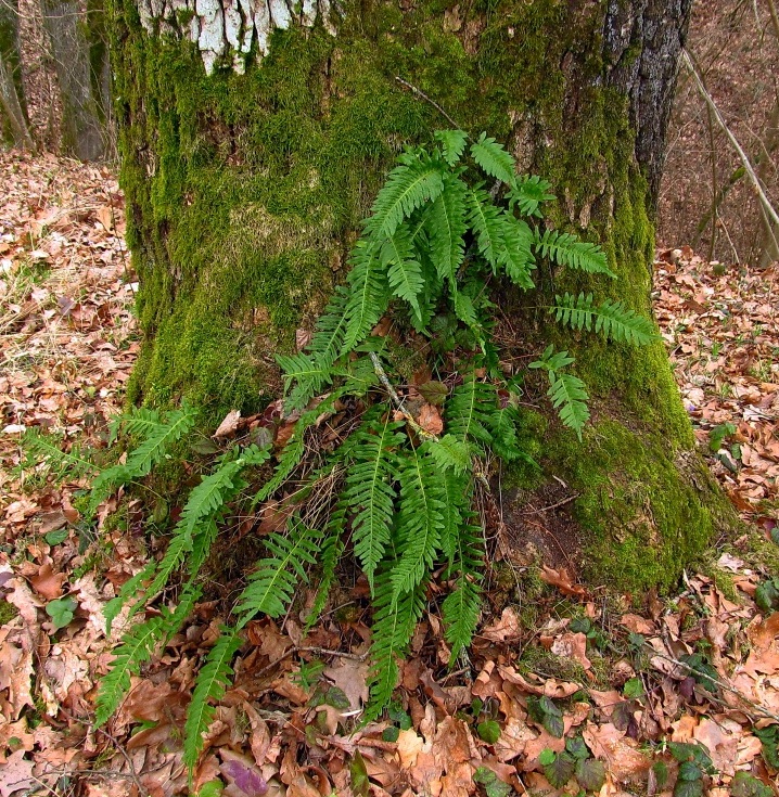 Изображение особи Polypodium vulgare.