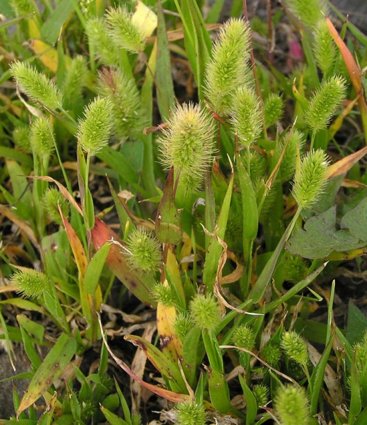 Image of Setaria pachystachys specimen.