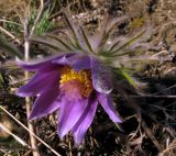 Pulsatilla turczaninovii