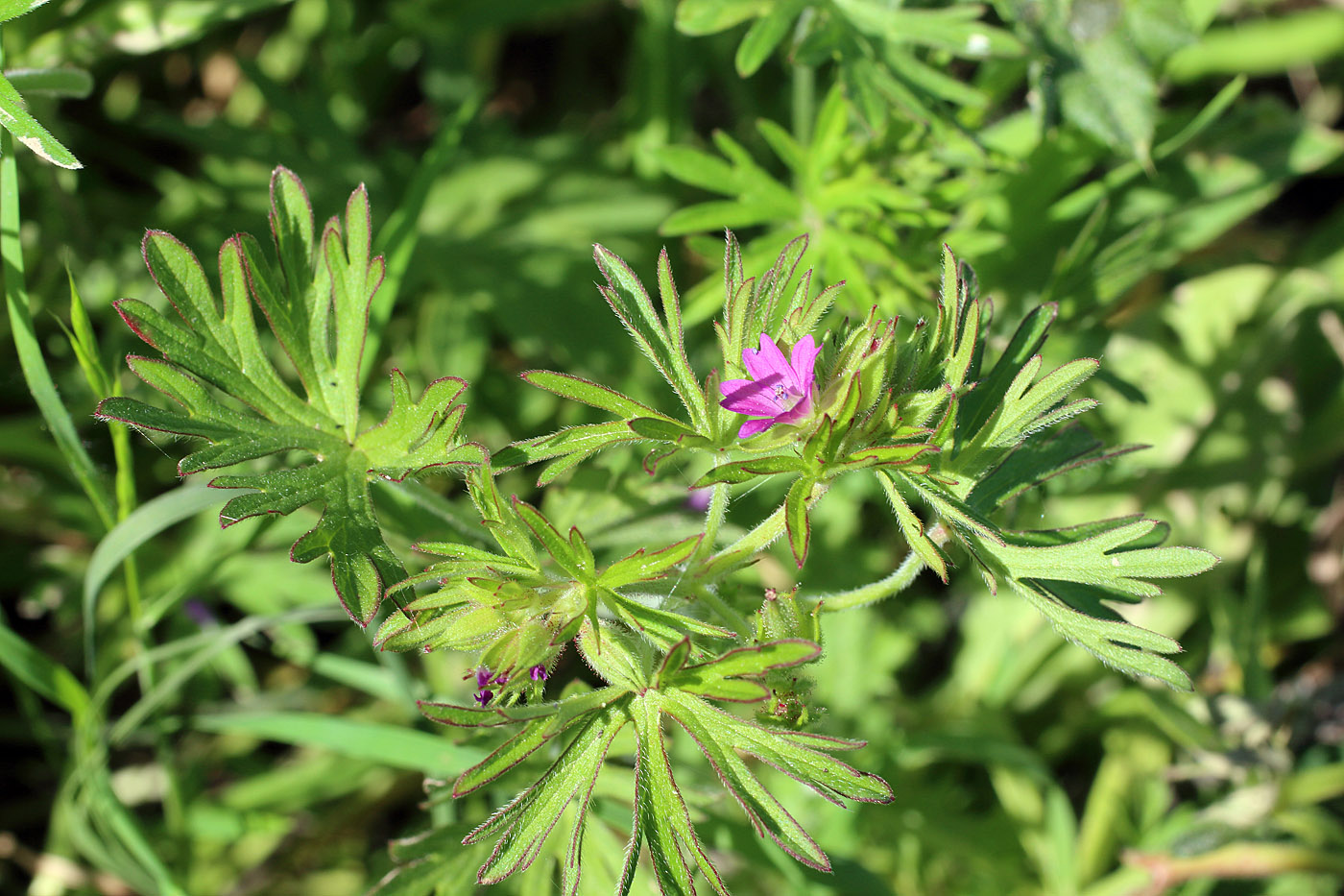 Изображение особи Geranium dissectum.