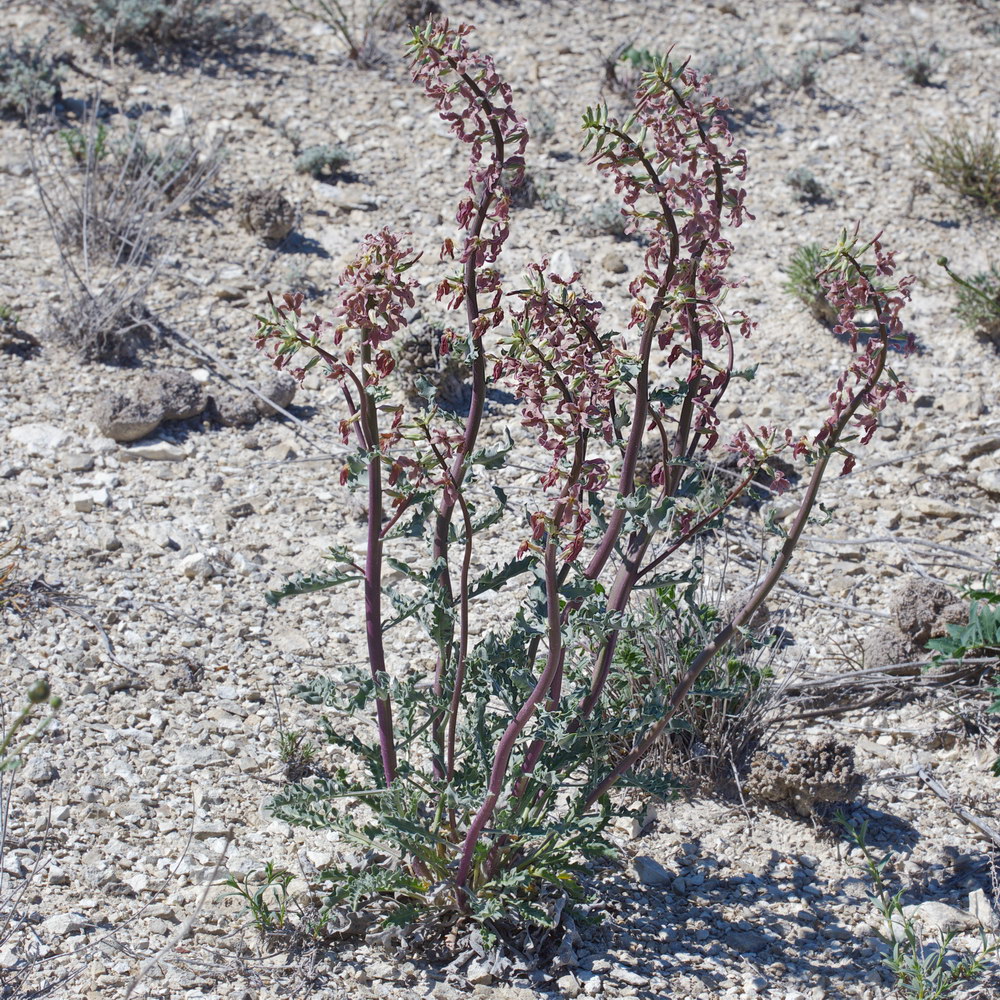 Image of Matthiola tatarica specimen.