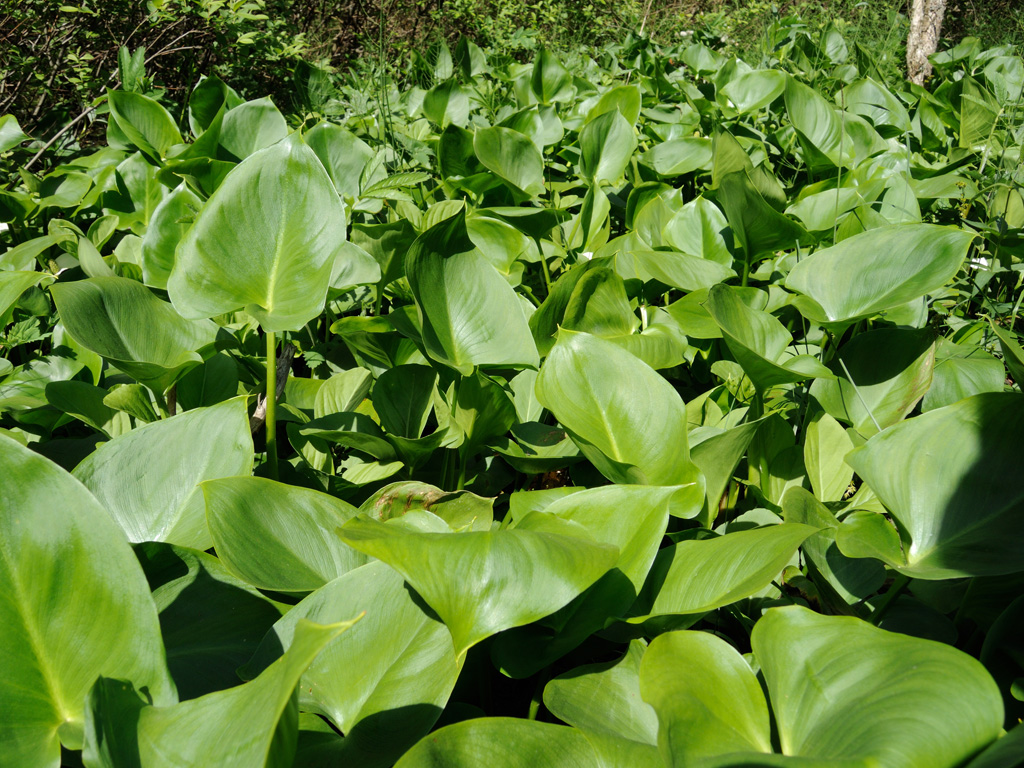 Изображение особи Calla palustris.