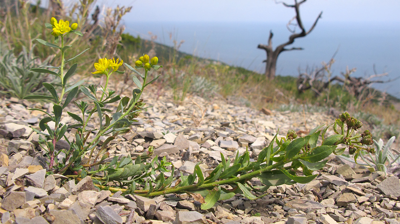 Image of Haplophyllum thesioides specimen.