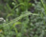 Brachypodium sylvaticum