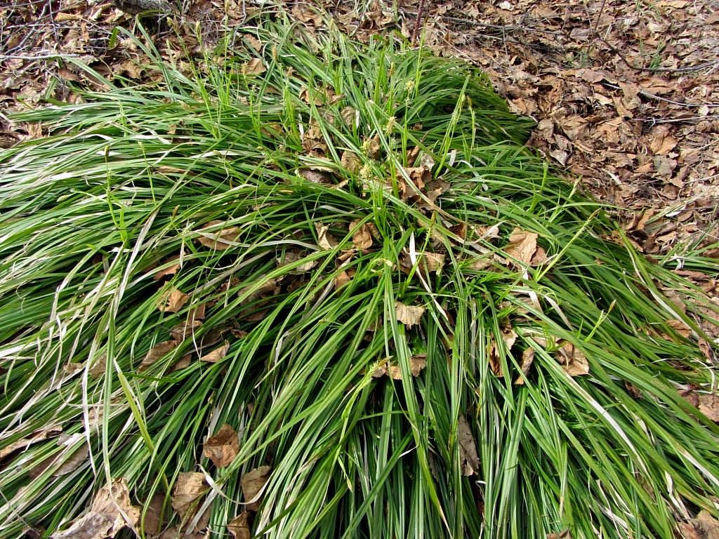 Image of genus Carex specimen.