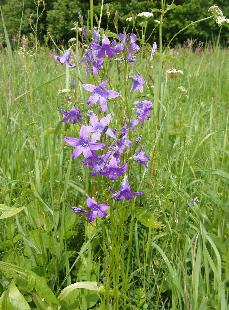 Image of Campanula patula specimen.