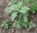 View full-size image Amaranthus retroflexus