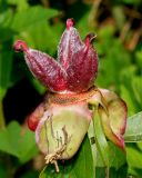 Paeonia lactiflora. Отцветший цветок с завязью. Германия, г. Дюссельдорф, Ботанический сад университета 03.06.2014.