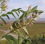 Glycyrrhiza glabra. Верхушка побега с соцветием. Краснодарский край, м/о Анапа, окр. ст. Благовещенская, Витязевский лиман, степь на берегу лимана. 07.06.2014.