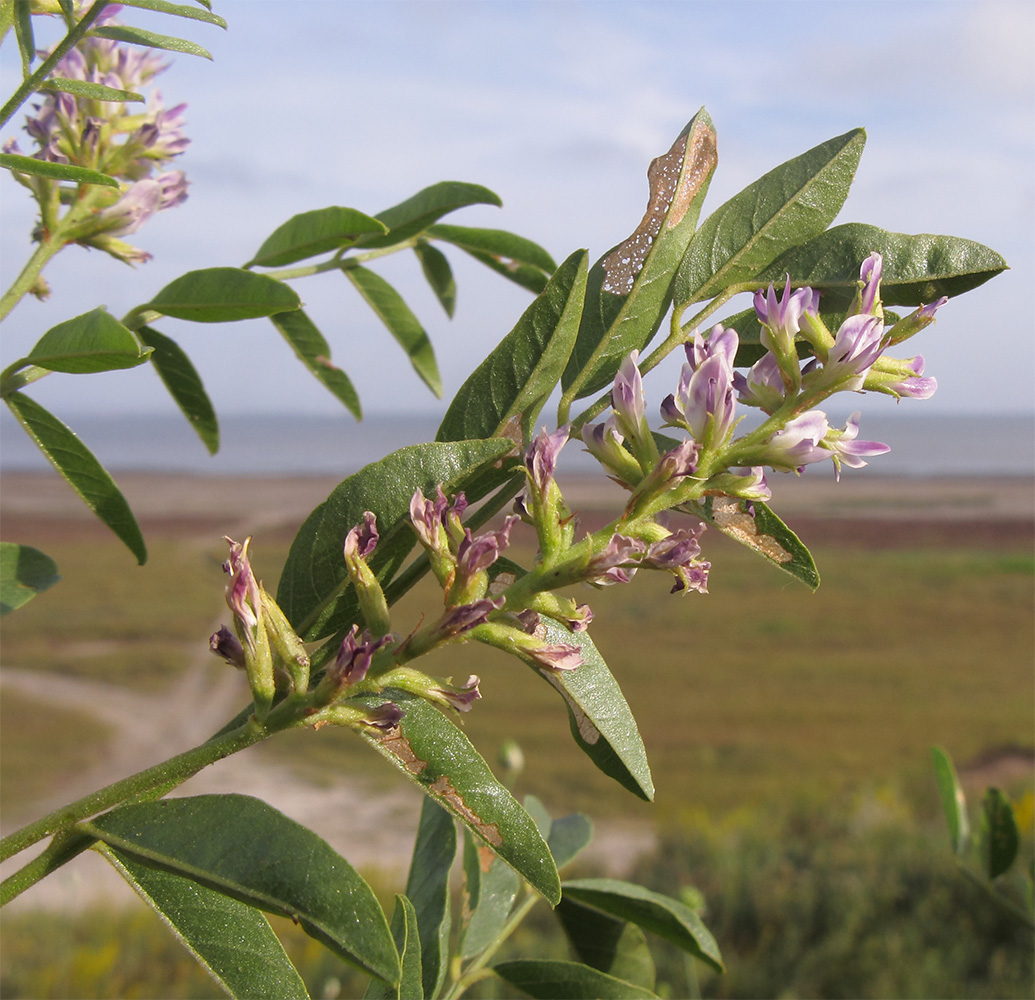 Image of Glycyrrhiza glabra specimen.