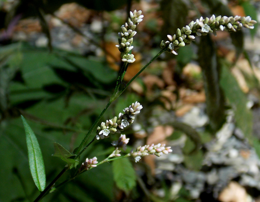 Image of Persicaria maculosa specimen.