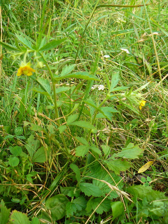 Image of Geum aleppicum specimen.