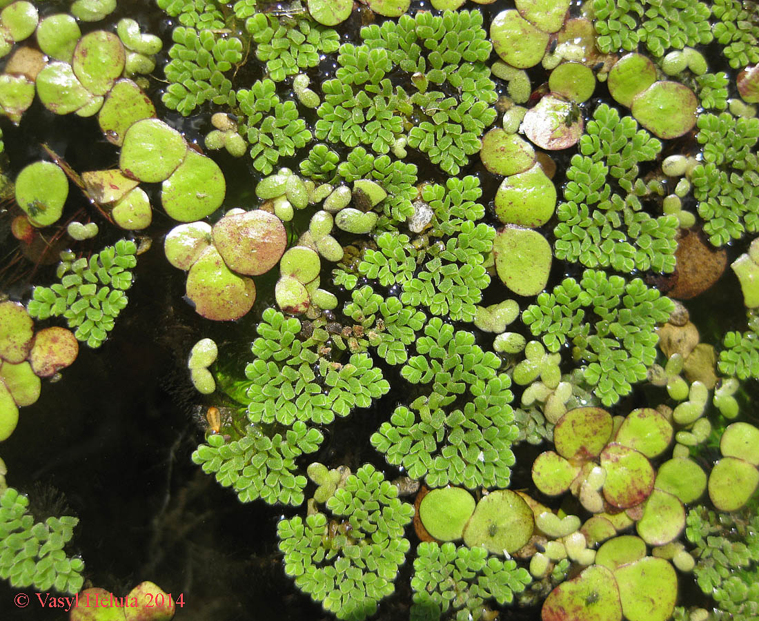 Изображение особи Azolla caroliniana.