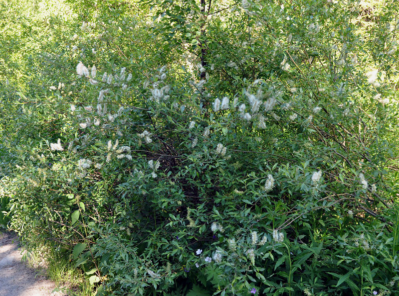 Image of Salix phylicifolia specimen.