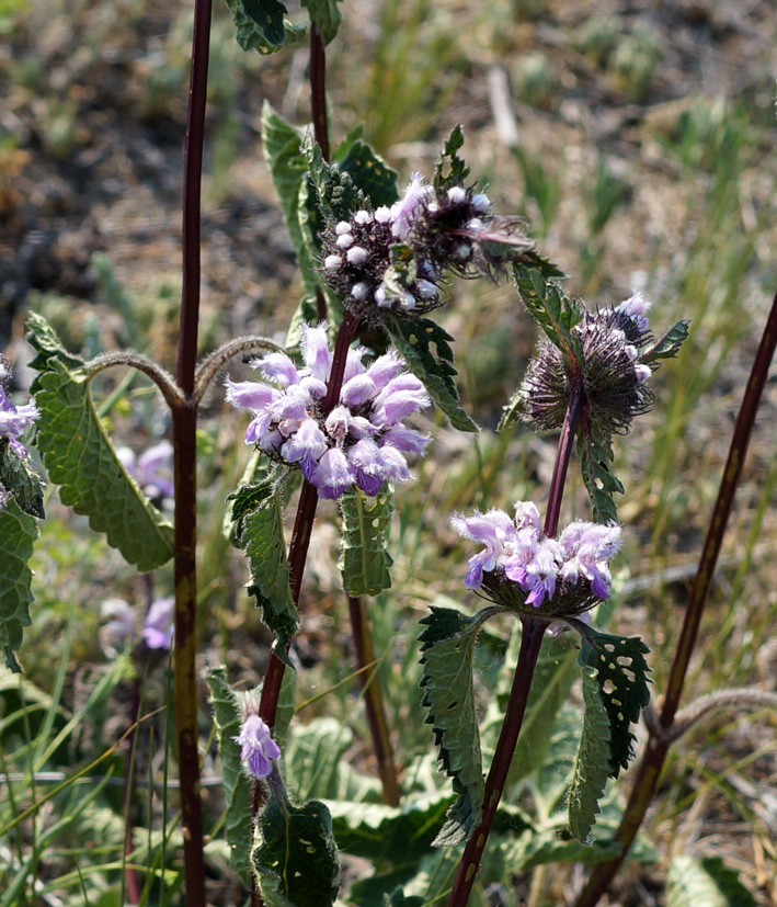 Image of Phlomoides tuberosa specimen.