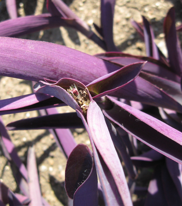 Image of Tradescantia pallida specimen.