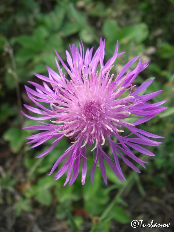 Image of Centaurea jacea ssp. substituta specimen.