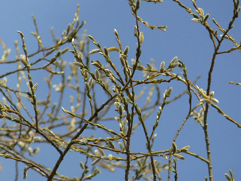 Image of Salix udensis specimen.