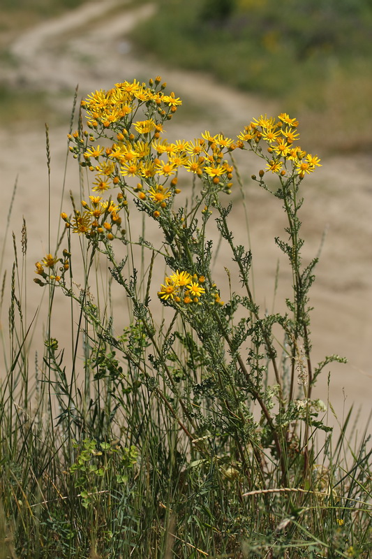 Изображение особи Senecio jacobaea.