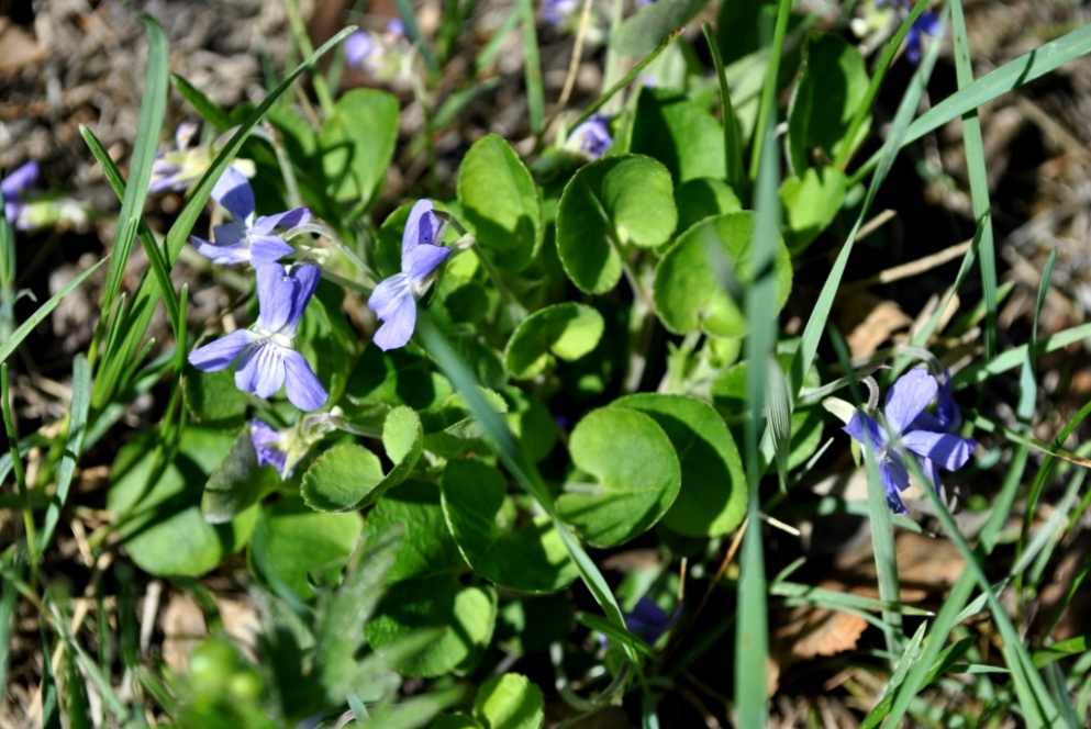 Image of Viola rupestris specimen.