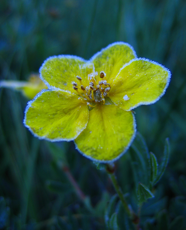 Image of Dasiphora fruticosa specimen.