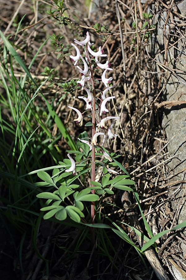 Image of Corydalis ruksansii specimen.