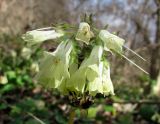 Symphytum grandiflorum. Соцветие с кормящейся пчелой. Один из цветков аномальный. Краснодарский край, Сочи, окр. Адлера, лес. 25.02.2015.