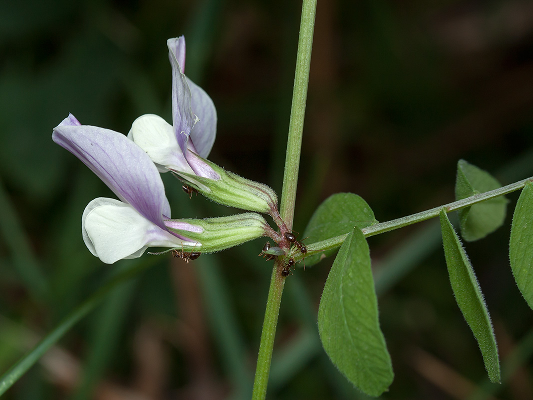 Изображение особи Vicia grandiflora.