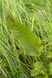 Rumex sylvestris